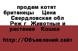 продам котят ,британецы  › Цена ­ 3 000 - Свердловская обл., Реж г. Животные и растения » Кошки   